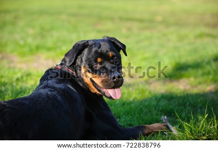 Rottweiler dog lying on grass looking back