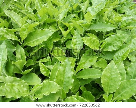 The background made of green leaves looks fresh and refreshing.