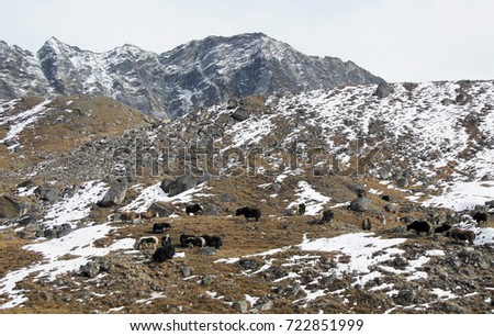 Yak around Himalayas mountains. picture taken November 11, 2014.