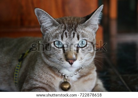 Close up cat isolated looking at camera