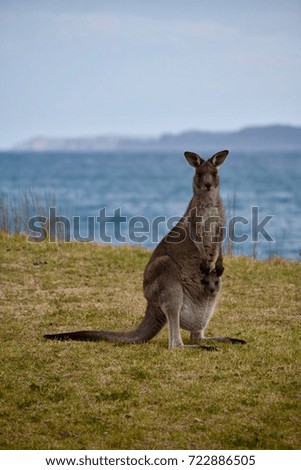 Kangaroo with a very cute baby on the ocean beach