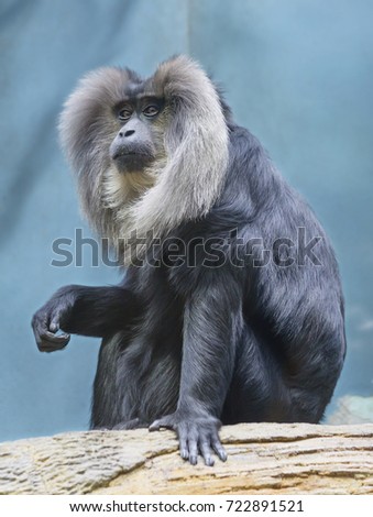 Lion-tailed macaques.