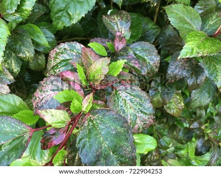 Pattern of beautiful mixed color leaves in natural background 