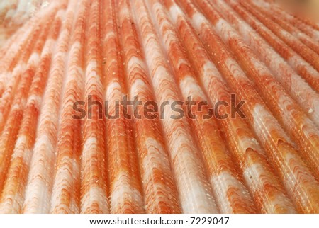 Sea shell in closeup
