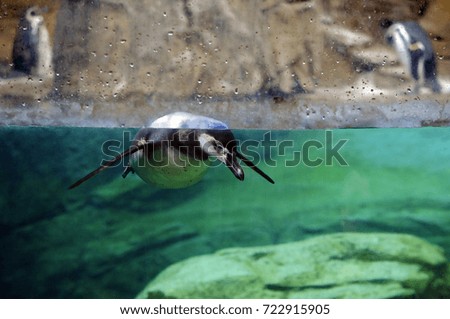 Humboldt penguin swimming just beneath the surface of the water with two other penguins in the background on the rocks