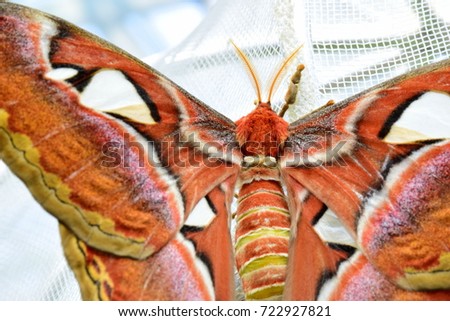 Attacus atlas or  Atlas moth is moth from Saturniidae Family with orange feather and unique pattern on their wings