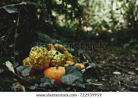 closeup of some different pumpkins in the backyard or in the woods surrounded by ivy leaves