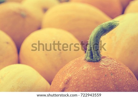 Lot of mini pumpkin at outdoor. 