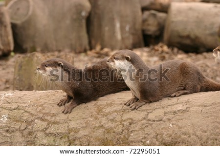 Asian Short-clawed Otter - Aonyx cinerea