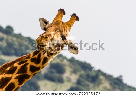 Portrait of a curious giraffe (Giraffa camelopardalis) , Akagera National Park, Rwanda