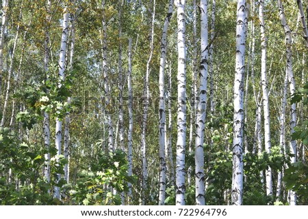 birches in forest in early autumn