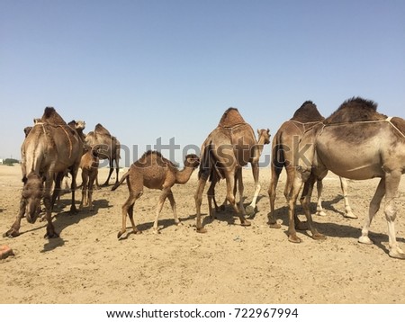 saudis camels Royalty-Free Stock Photo #722967994