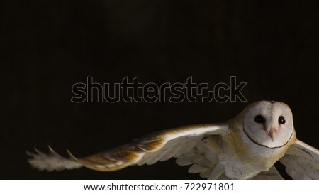 Eurasian Barn Owl flying on black background. Blank for text on the wing.