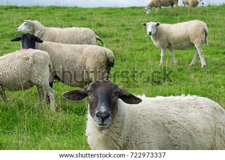 Sheep on a Dutch dike