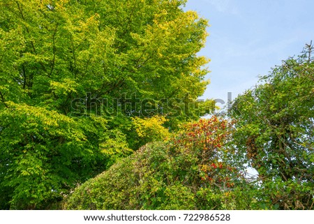 Tree below a blue sky in autumn colors at fall