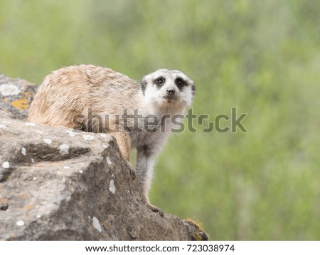 Meerkat, suricate sitting on a rock