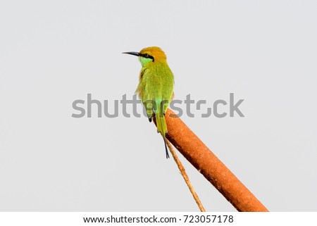 green bee eater sitting on grass