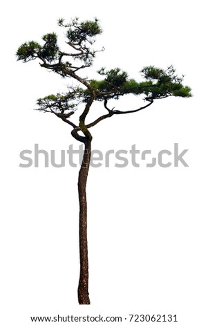 Pine tree isolated on white background for landscape design.