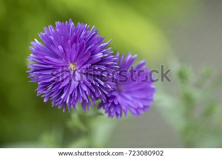 Purple gerbera daisy