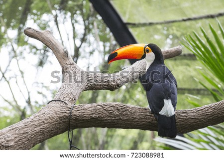 Toucan posing back on a bark