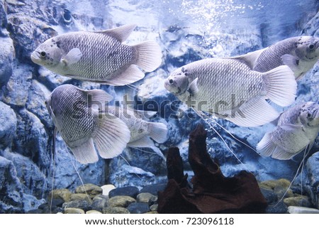 tropical  aquarium with fishes
