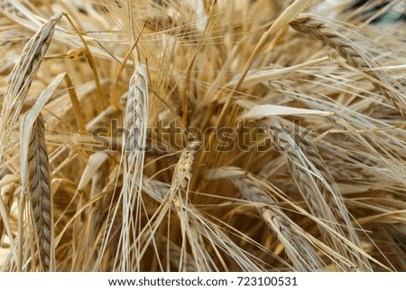Golden ears of wheat. Wheat field. Ears of golden wheat close up. Bunch of wheat ears