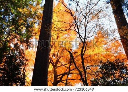 autumn colour of leaves