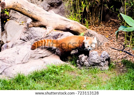 Photo Picture of Lesser Red Panda fox Mammal Animal