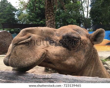 a camel is resting at rest. Ripple face is smiling when the picture is taken