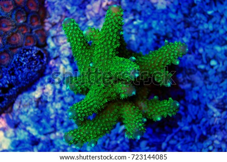 Acropora green sps coral