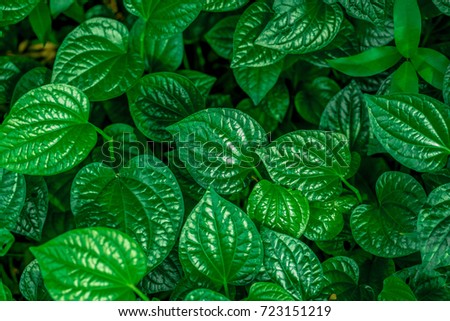 Green Leaves Background, Leafus Leaves, WildbetalLeafbush Green Leaves Background