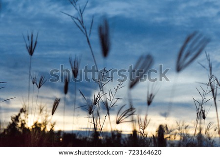Grass flowers in the evening after sunset. It is a time to fall asleep.Evening atmosphere at sunset.the sun's shining
