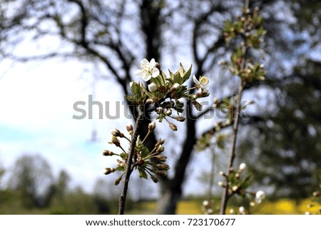 Blooming macro cherry tree in spring time