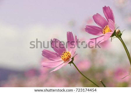 Pink Cosmos Flowers Close Up,Selective Focused.