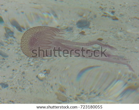 jellyfish in favignana