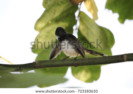 The beautiful magpie on a branch