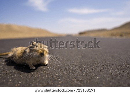 dead Great gerbil on a road in Kazakhstan