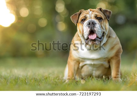 English Bulldog Royalty-Free Stock Photo #723197293