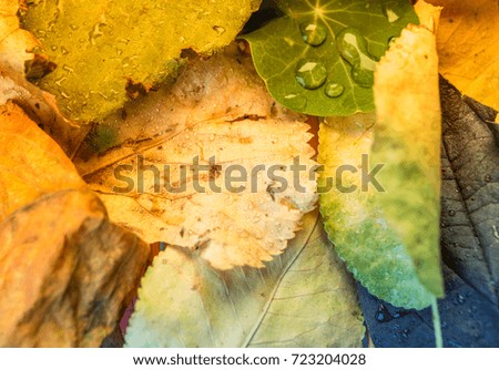 water droplets on assorted leafs Autumn foliage