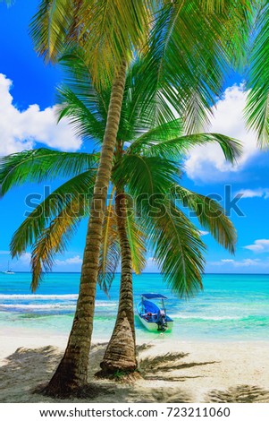 sunny summer landscape waterfront seashore overlooking the palm tree