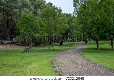 Kangaroo in a picnic park and walking path near Loch McNess Lake in Yanchep National Park, City of Wanneroo, Perth, Western Australia