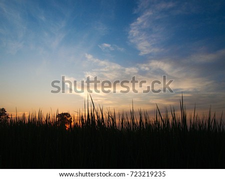 Silhouette jasmin rice field and Sunset background.Thailand