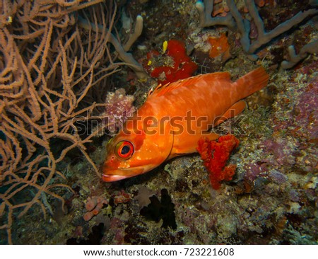 black tipped grouper in Maldives