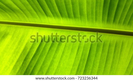 Banana leaf  background
