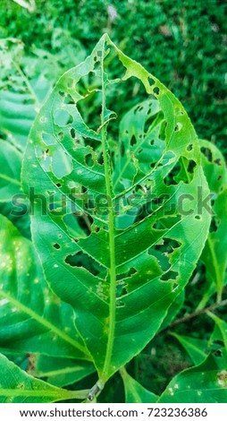 Leaves are eaten by insects