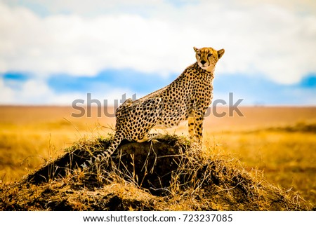 Cheetah looking out over the savannah in Serengeti National Park, Tanzania