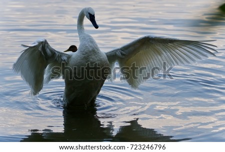 Isolated image of a trumpeter swan showing wings