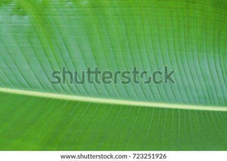green leaf at thailand
