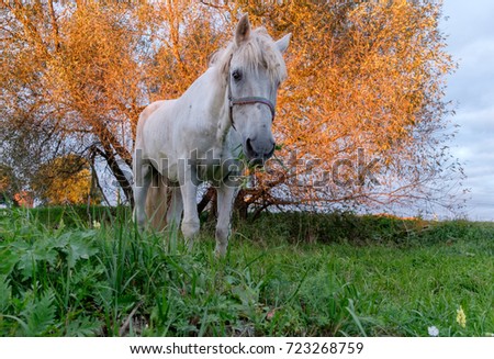 white horse on a leash on the background of autumn tree at sunset