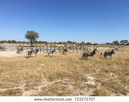 Moremi Wildlife Reserve, Okavango Delta, Botswana - Zebras